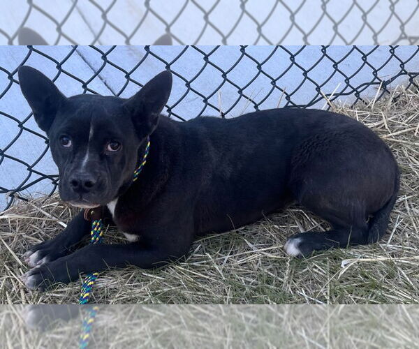 Medium Photo #1 Mutt Puppy For Sale in Tarboro, NC, USA