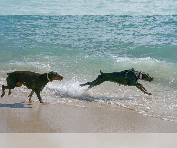 Medium Photo #27 Doberman Pinscher Puppy For Sale in FORT LAUDERDALE, FL, USA