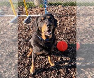 Mutt Dogs for adoption in Waterford, VA, USA