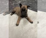 Small Photo #79 Belgian Malinois Puppy For Sale in REESEVILLE, WI, USA