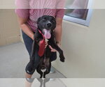 Small #1 Labrador Retriever Mix