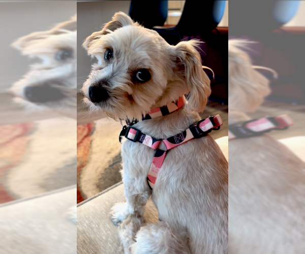 Medium Photo #1 Maltese-Unknown Mix Puppy For Sale in Bellevue, WA, USA
