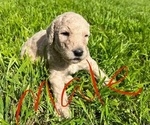 Small Photo #2 Goldendoodle Puppy For Sale in WEATHERFORD, TX, USA