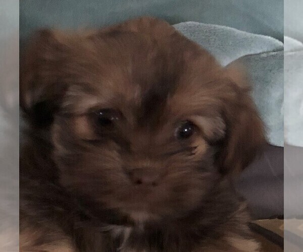 Medium Photo #3 Shorkie Tzu Puppy For Sale in CANTON, TX, USA