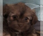 Small Photo #3 Shorkie Tzu Puppy For Sale in CANTON, TX, USA