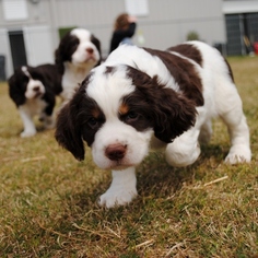 English Springer Spaniel Puppy for sale in SIMPSONVILLE, SC, USA