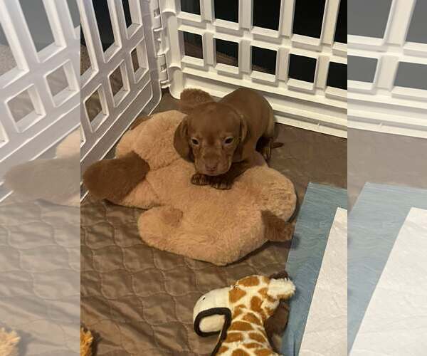 Medium Photo #3 Beagle-Unknown Mix Puppy For Sale in Shermans Dale, PA, USA