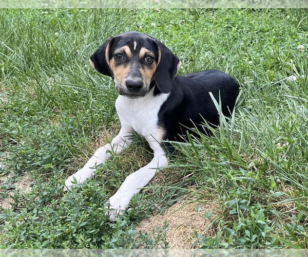 Medium Photo #20 Treeing Walker Coonhound-Unknown Mix Puppy For Sale in Germantown, OH, USA