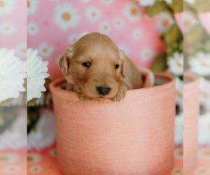 Golden Retriever Puppy for sale in NORWOOD, MO, USA