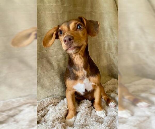 Medium Photo #1 Dachshund-Unknown Mix Puppy For Sale in Murfreesboro, NC, USA