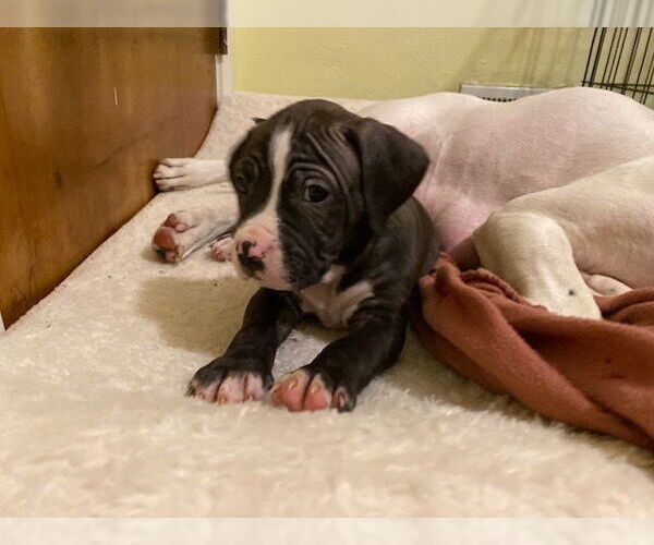 Medium Photo #6 American Staffordshire Terrier-Boxer Mix Puppy For Sale in Springdale, PA, USA