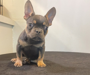 Medium French Bulldog
