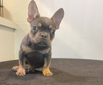 Puppy 3 French Bulldog