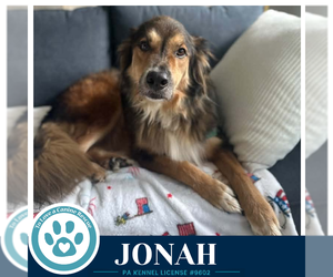 Collie-Unknown Mix Dogs for adoption in Kimberton, PA, USA