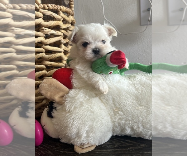 Medium Photo #5 Maltese Puppy For Sale in NILES, MI, USA