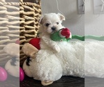 Small #4 Maltese