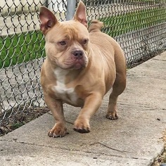 Mother of the American Bully puppies born on 02/06/2019