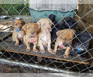 American Bully Puppy for sale in RANDOLPH, MA, USA