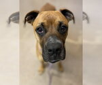 Small #1 Boxer