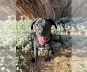 Mutt Dogs for adoption in Vail, AZ, USA