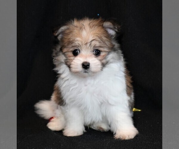 Medium Photo #3 Maltipom Puppy For Sale in ROCK VALLEY, IA, USA