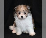 Small Photo #3 Maltipom Puppy For Sale in ROCK VALLEY, IA, USA