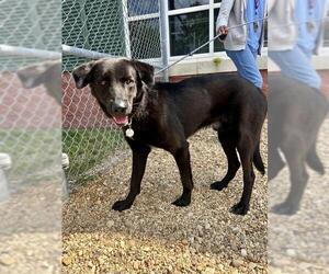Shepradors Dogs for adoption in Forestville, MD, USA