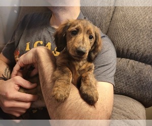 Dachshund Puppy for sale in YELM, WA, USA