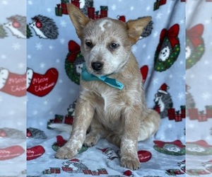 Australian Cattle Dog Puppy for sale in LANCASTER, PA, USA