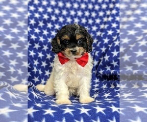 Cavalier King Charles Spaniel-Poodle (Toy) Mix Puppy for sale in LANCASTER, PA, USA