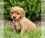 Small #2 Golden Retriever