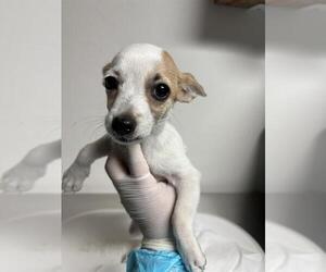 Chihuahua Dogs for adoption in Bakersfield, CA, USA