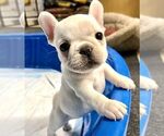 Small Photo #5 French Bulldog Puppy For Sale in BERGENFIELD, NJ, USA