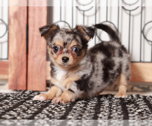 Medium Chihuahua