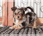Small Chihuahua