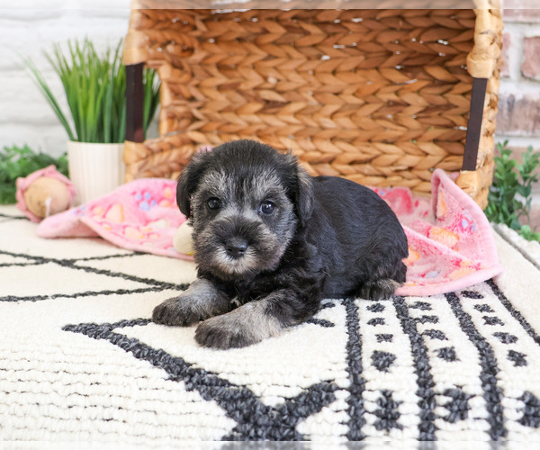 Medium Photo #2 Schnauzer (Miniature) Puppy For Sale in SYRACUSE, IN, USA