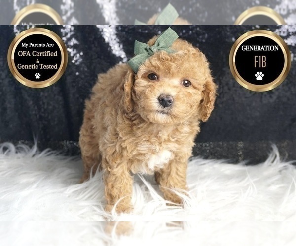 Medium Photo #54 Goldendoodle (Miniature) Puppy For Sale in WARSAW, IN, USA