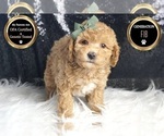 Small Photo #54 Goldendoodle (Miniature) Puppy For Sale in WARSAW, IN, USA