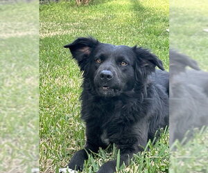 Labrador Retriever-Unknown Mix Dogs for adoption in The Woodlands, TX, USA