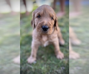 Goldendoodle Puppy for Sale in LA MESA, California USA