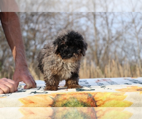 Medium Photo #3 ShihPoo Puppy For Sale in DYERSBURG, TN, USA