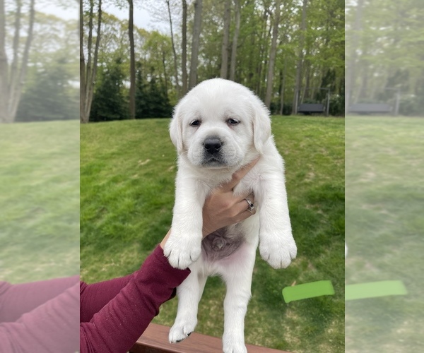 Medium Photo #21 Labrador Retriever Puppy For Sale in DIX HILLS, NY, USA