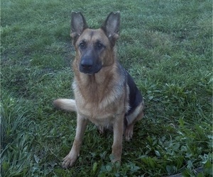 Mother of the German Shepherd Dog puppies born on 09/15/2026