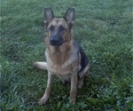 Small Photo #1 German Shepherd Dog Puppy For Sale in SUMPTER TWP, MI, USA