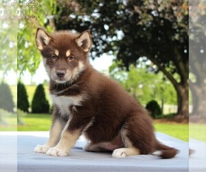 Alaskan Malamute Puppy for sale in GAP, PA, USA