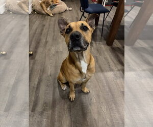 Mutt Dogs for adoption in Miami, FL, USA