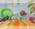 Small #17 Dachshund