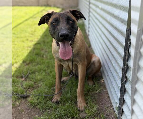 Medium Photo #1 Mutt Puppy For Sale in Modesto, CA, USA