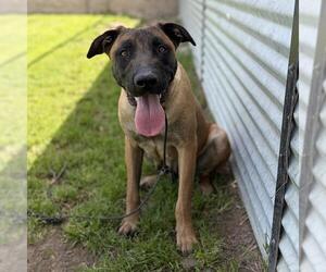 Mutt Dogs for adoption in Modesto, CA, USA