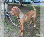 Small #6 Boxer Mix